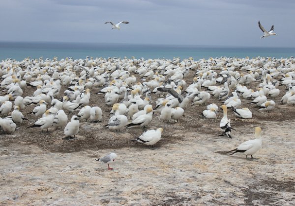 Gannets